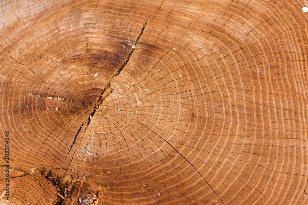 Fototapeta premium Stump texture on the cut, beautiful wood texture rustic