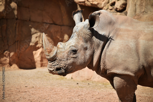 rinoceronte © alberto