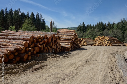 Woodpile of freshly harvested pine logs on a forest road under sunny skies. Trunks of trees cut and stacked in the foreground, forest in the background. Wooden Logs with Forest on Background.