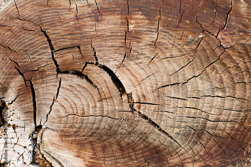 Fototapeta premium Stump texture on the cut, beautiful wood texture rustic