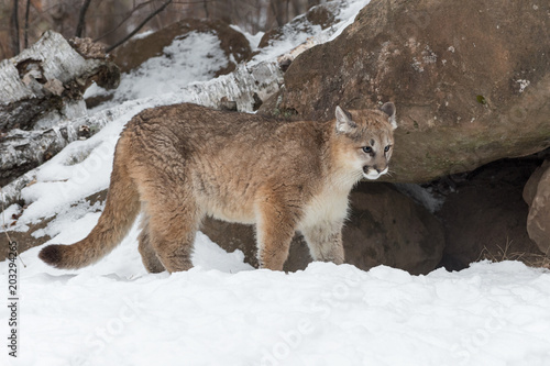 Female Cougar  Puma concolor  Stands Near Den