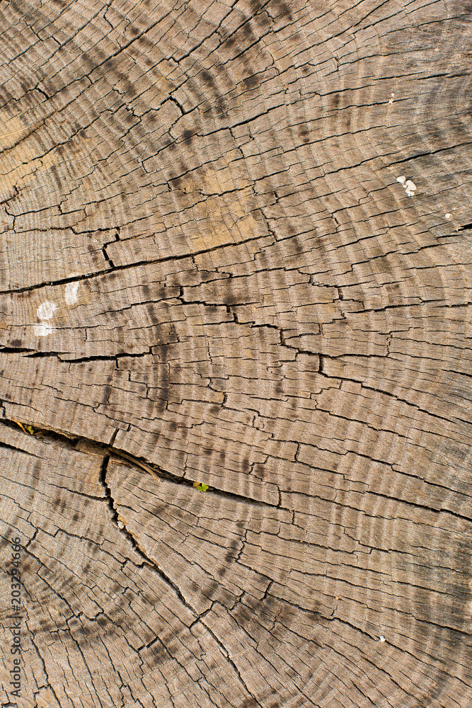 Fototapeta premium Stump texture on the cut, beautiful wood texture rustic