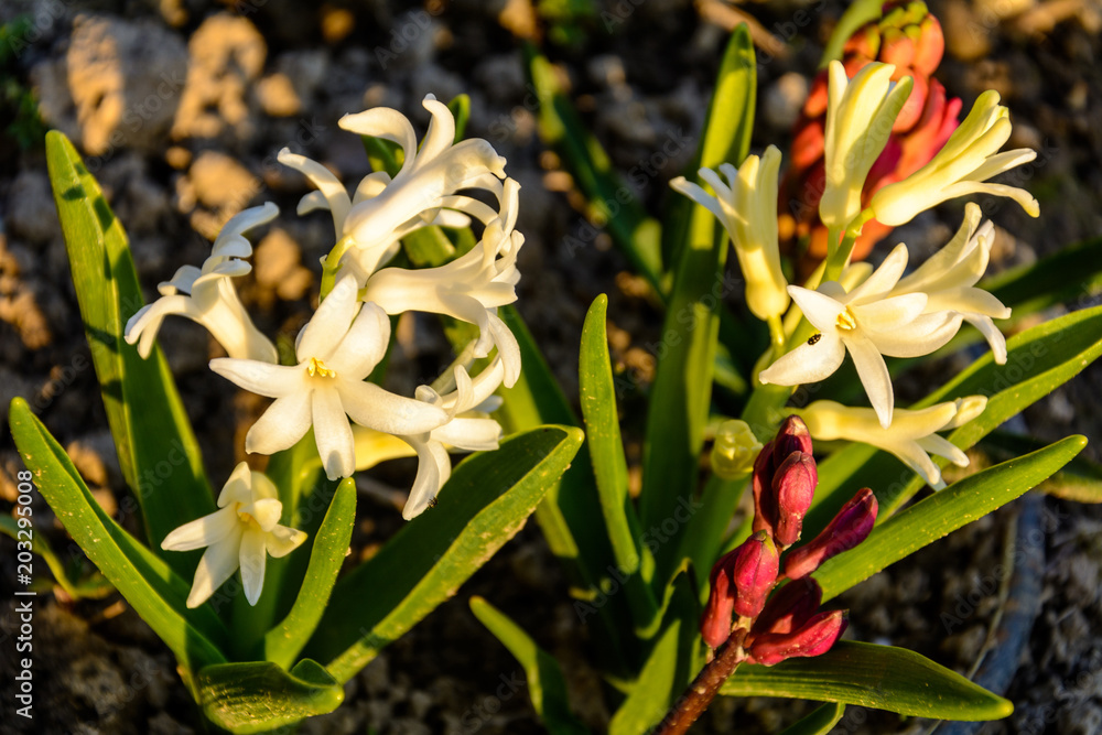 Obraz premium spring flower hyacinth for scenery in the garden