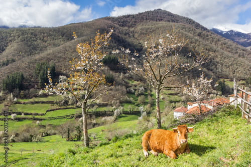 Cow under a tree in Picos de Europa National Park, Spain