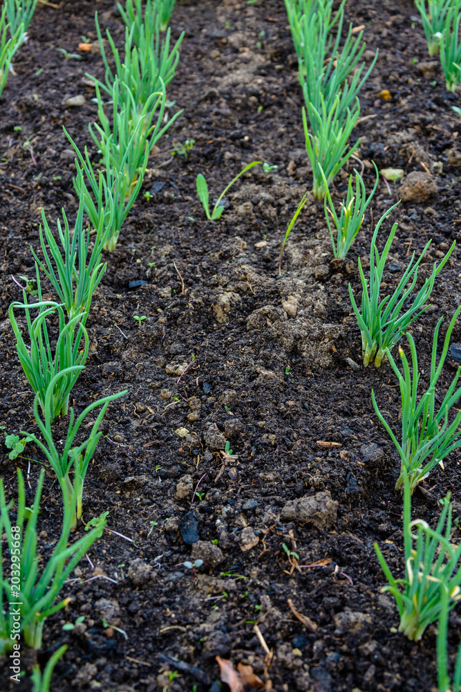 Green young onion planted in the bed and in the greenhouse Green young onion planted in the bed and in the greenhouse
