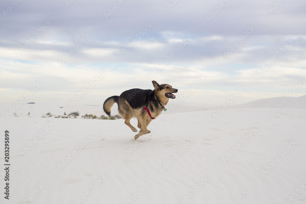 Full length of dog running against cloudy sky at White Sands National Monument Full length of dog running against cloudy sky at White Sands National Monument