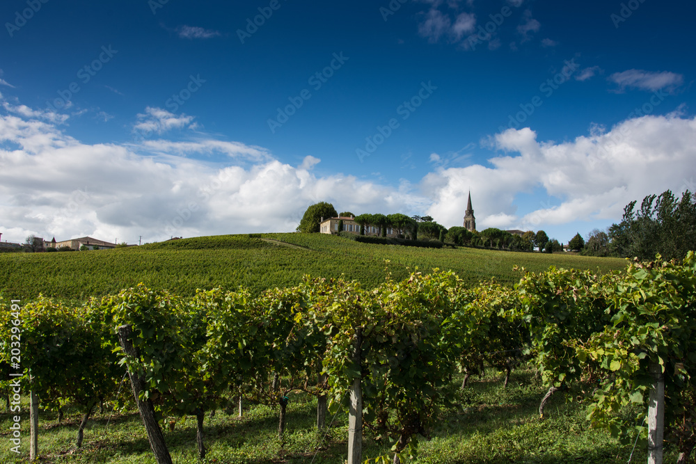 France, Gironde, Capian, les vignes en couleur