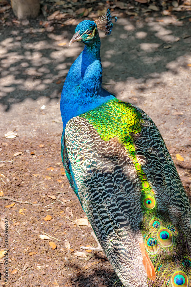 Obraz premium Peacock 3