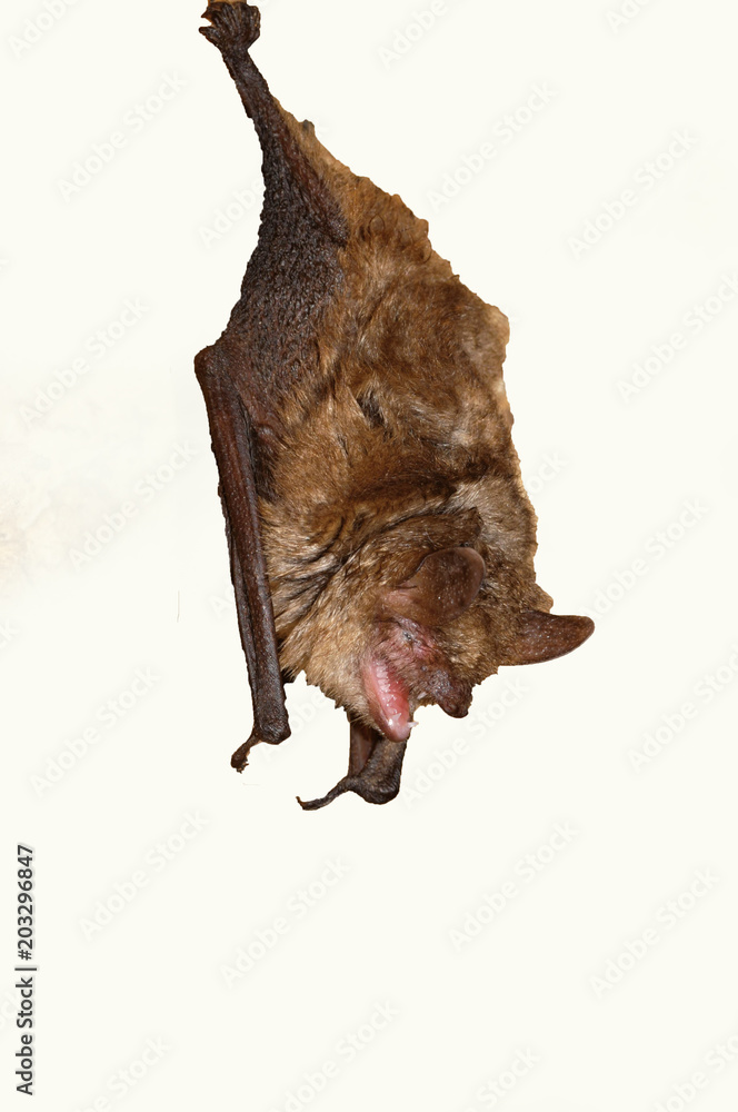 Geoffroy's bat Myotis emarginatus, species of vesper bat. Stock Photo