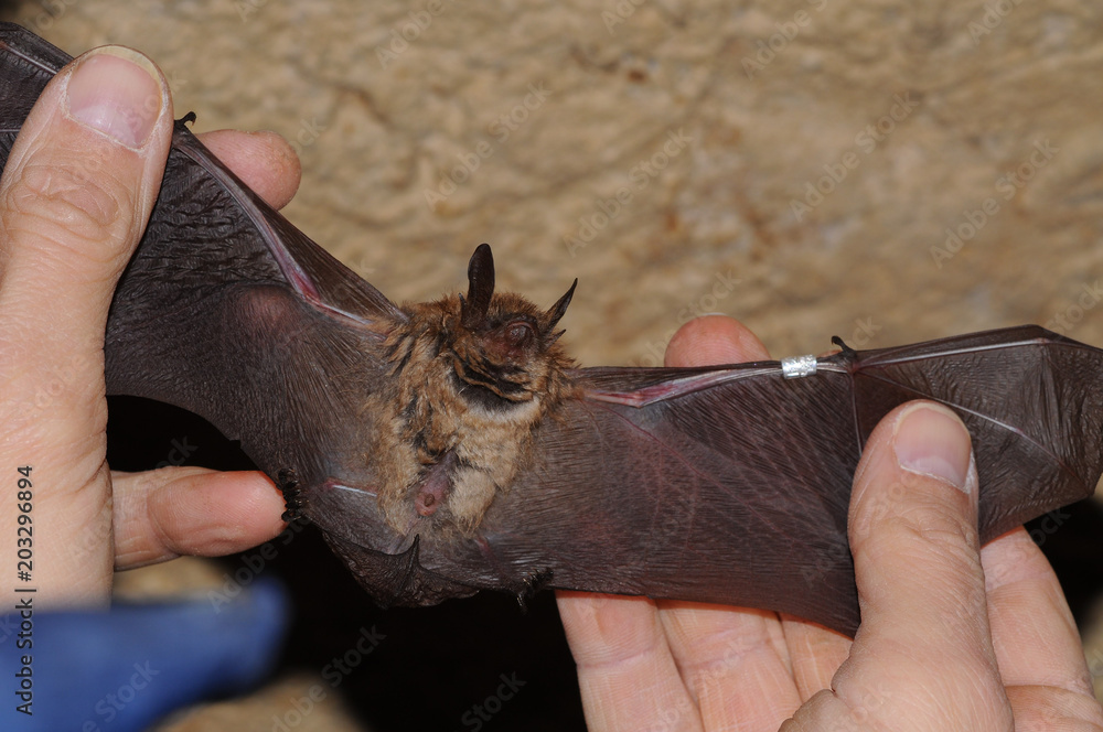 Geoffroy's bat Myotis emarginatus, species of vesper bat. Stock Photo