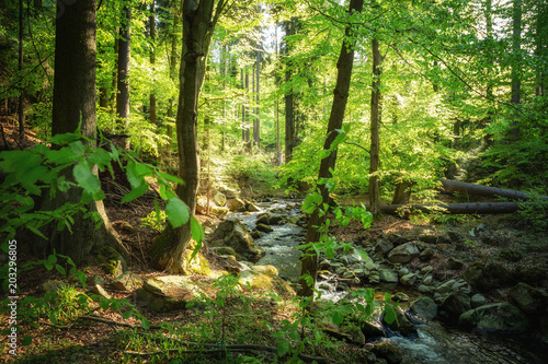 Versteckt im natürlichen grünen Wald ein Fluss