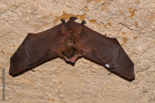Geoffroy's bat Myotis emarginatus,  species of vesper bat.