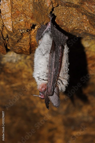 Fototapeta Naklejka Na Ścianę i Meble -  Geoffroy's bat Myotis emarginatus,  species of vesper bat.