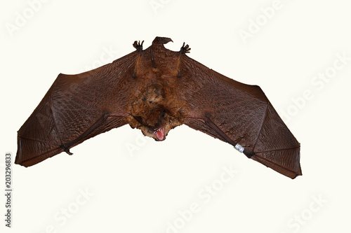 Geoffroy's bat Myotis emarginatus,  species of vesper bat. photo