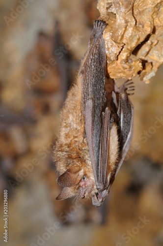 Geoffroy's bat Myotis emarginatus,  species of vesper bat.