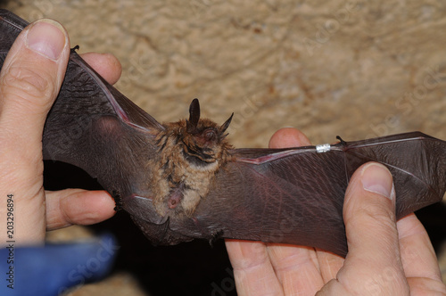 Geoffroy's bat Myotis emarginatus,  species of vesper bat.