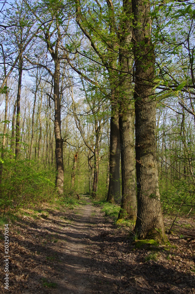 Naklejka premium Forest of Montmorency near Paris in France, Europe