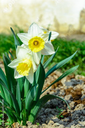 Early spring daffodil flower, attractive decorative plant