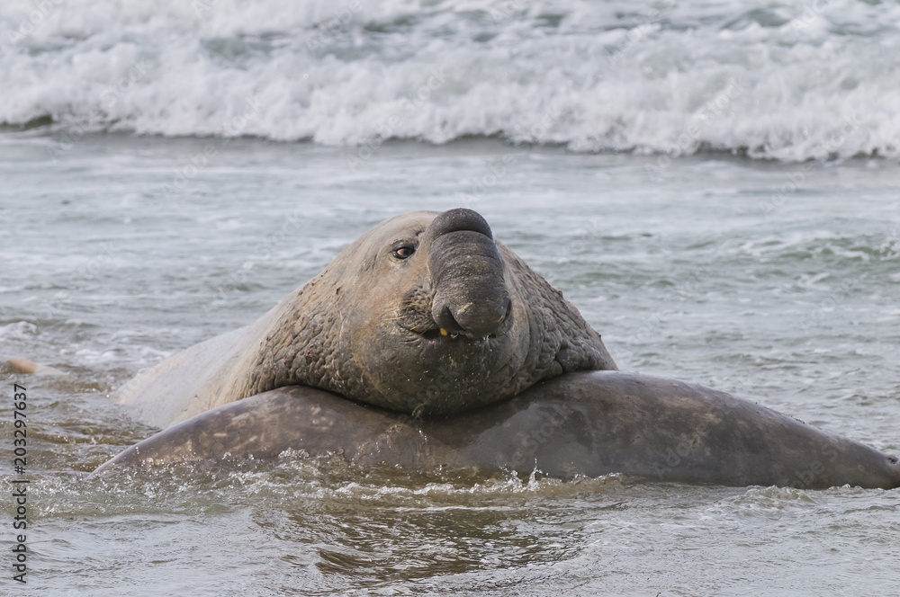 Fototapeta premium Elephant seal, Patagonia