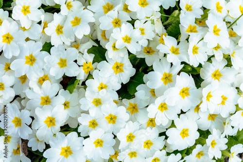 White embedded spring flower for growing in gardens and flower beds