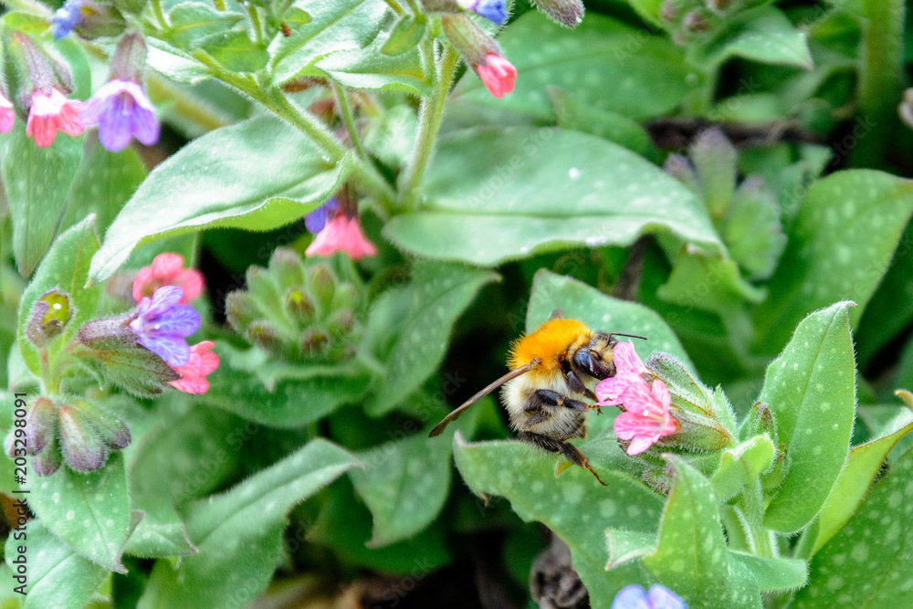 Bumblebee collects nectar from beautiful spring flowers Bumblebee collects nectar from beautiful spring flowers