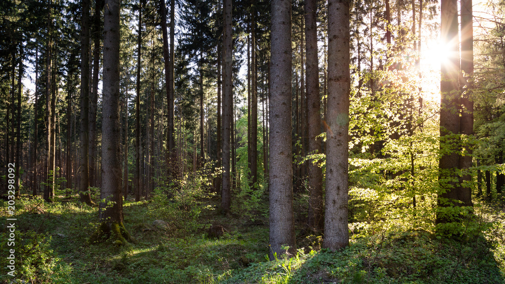Sonnenstrahlen erleuchten den Mischwald im Harz