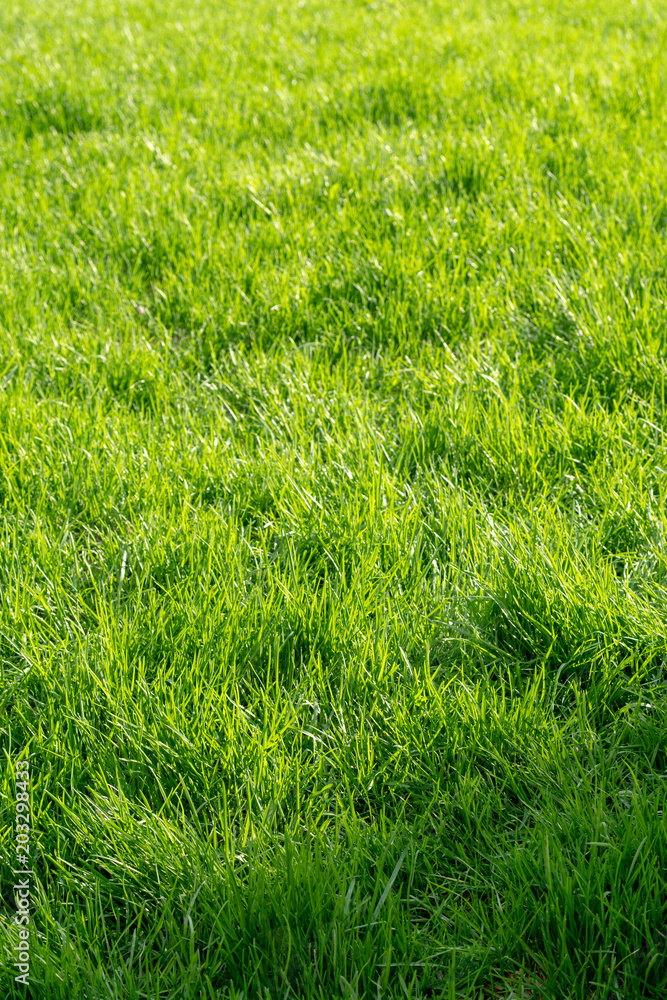 Obraz premium Even green, fresh, juicy grass.
