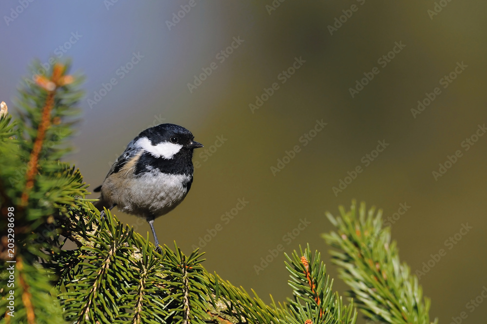 Obraz premium The coal tit (Periparus ater) is a passerine bird in the tit family, Paridae. It is a widespread and common resident breeder