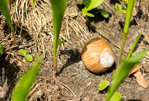 Close up on a brown grape snail lying on the ground among young lily of the valley, selective focus.