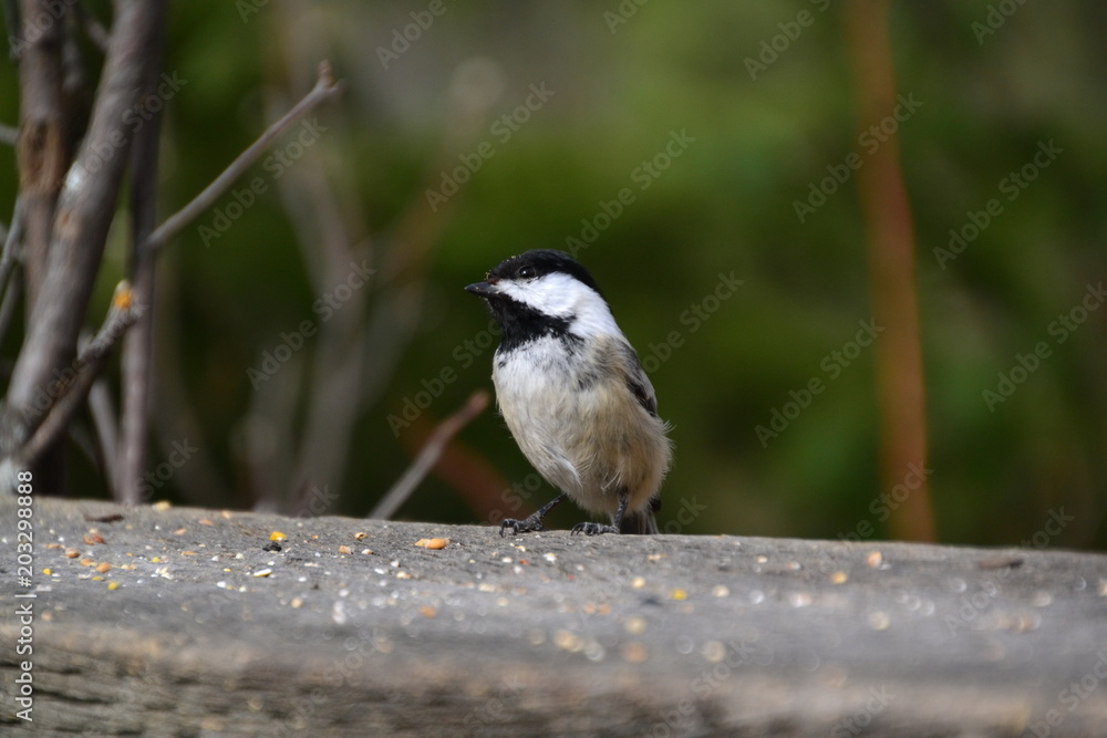 Fototapeta premium Black-capped Chickadee