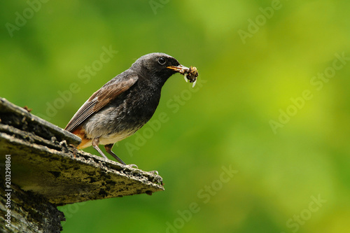The black redstart (Phoenicurus ochruros) is a small passerine bird in the redstart genus Phoenicurus, with food, spider, insect © Michal