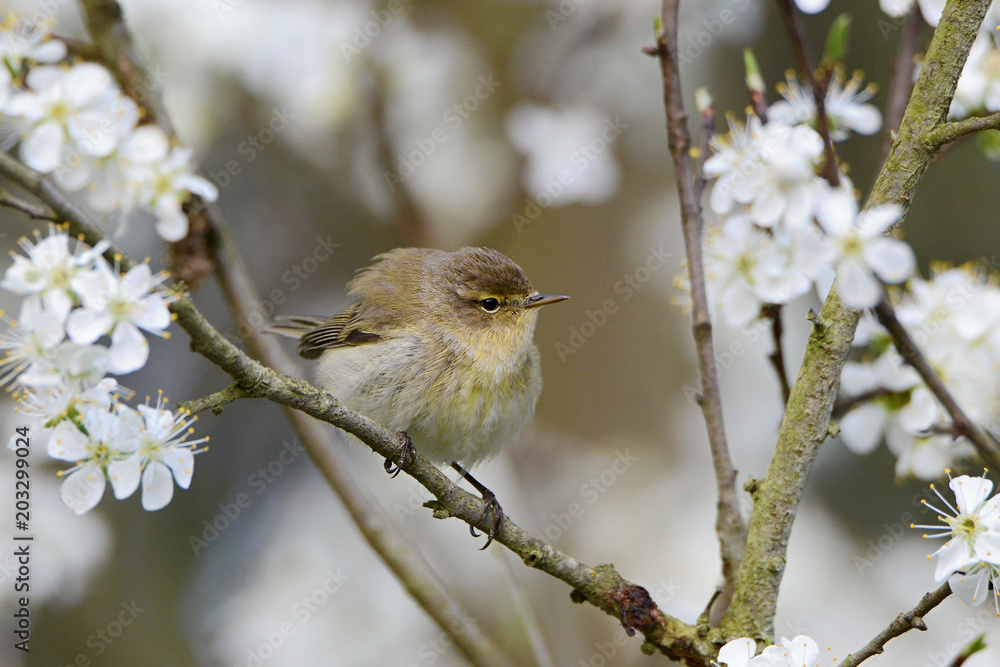 The common chiffchaff, or simply the chiffchaff, (Phylloscopus collybita) is a common and widespread leaf warbler which breeds in open woodlands The common chiffchaff, or simply the chiffchaff, (Phylloscopus collybita) is a common and widespread leaf warbler which breeds in open woodlands