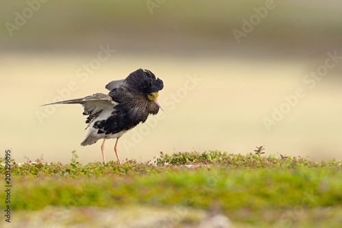 The ruff (Calidris philomachus pugnax);wading bird that breeds in marshes and wet meadows across northern Eurasia