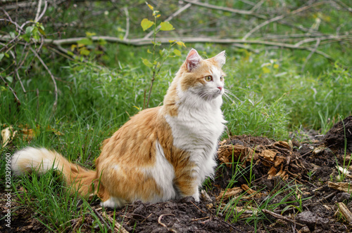 Red fluffy cat sitting in the grass on the lawn