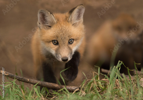 Young red fox kit is friendly and curious outside his den in a meadow © gevans