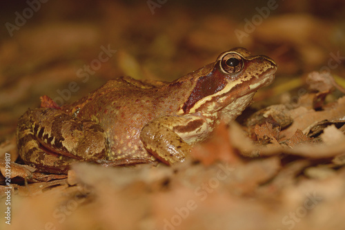 The common frog (Rana temporaria). 