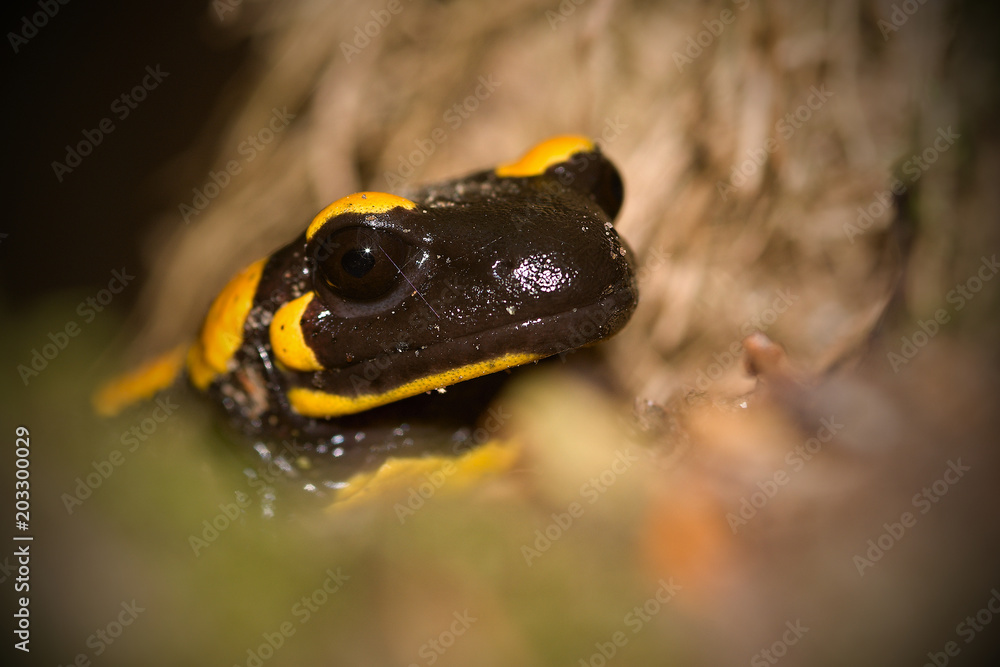 Obraz premium The fire salamander Salamandra salamandra is possibly the best-known salamander species in Europe. It is black with yellow spots or stripes