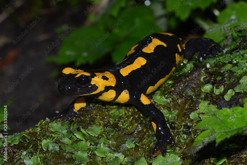 Fototapeta premium The fire salamander Salamandra salamandra is possibly the best-known salamander species in Europe. It is black with yellow spots or stripes