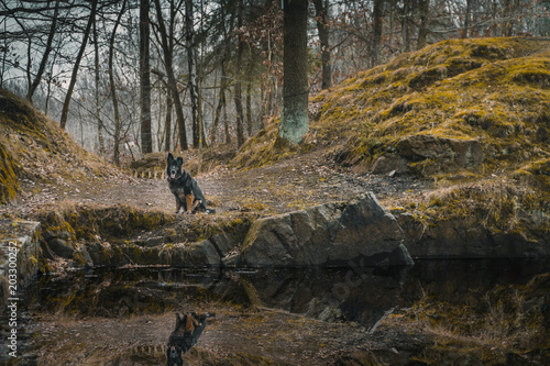 Fototapeta Naklejka Na Ścianę i Meble -  Beautiful autumn forest with german shepherd sitting near a lake