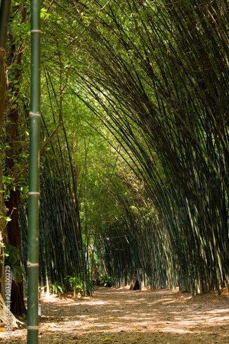 Green bamboo forest path in the tropical island of Koh Phangan  Thailand. Nature landscape concept