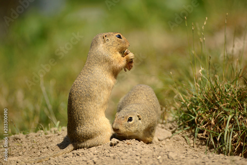 The European ground squirrel  Spermophilus citellus   also known as the European souslik  is a species from the squirrel family  Sciuridae.