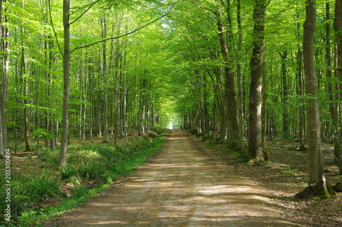 Fototapeta Naklejka Na Ścianę i Meble -  Forest of Montmorency near Paris in France, Europe