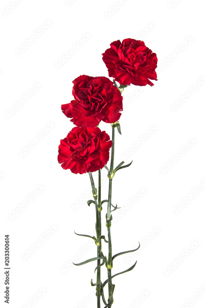 three carnations on isolated white background three carnations on isolated white background