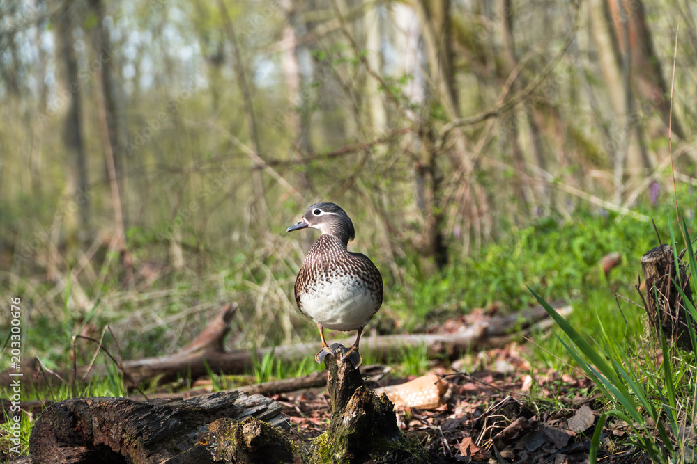 Fototapeta premium female mandarin duck sitting on wood near lake