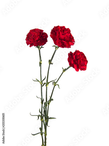 three carnations on isolated white background