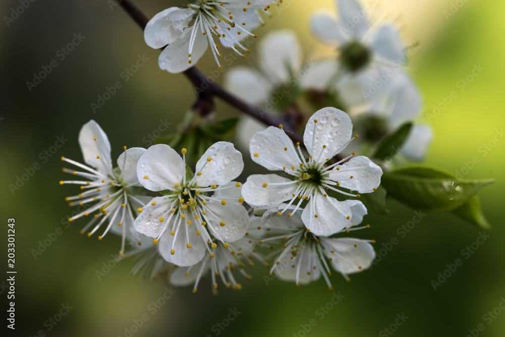 white, cherry blossom, green blurred background, closeup white, cherry blossom, green blurred background, closeup