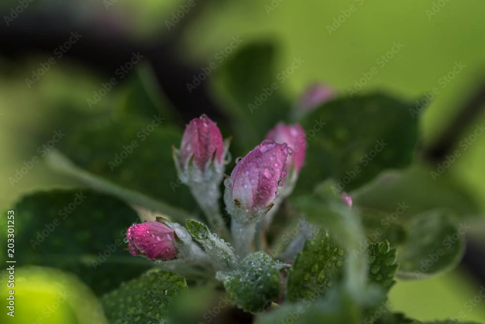 pink apple blossom, geen leaves, blurred background pink apple blossom, geen leaves, blurred background