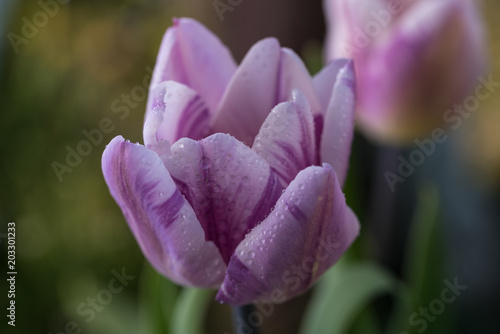 pink, lilac. one , tulip, green blurred background, closeup