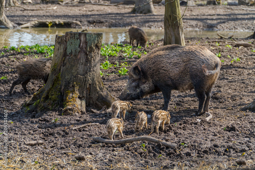 Wild hog mother with for piglets Wild hog mother with for piglets