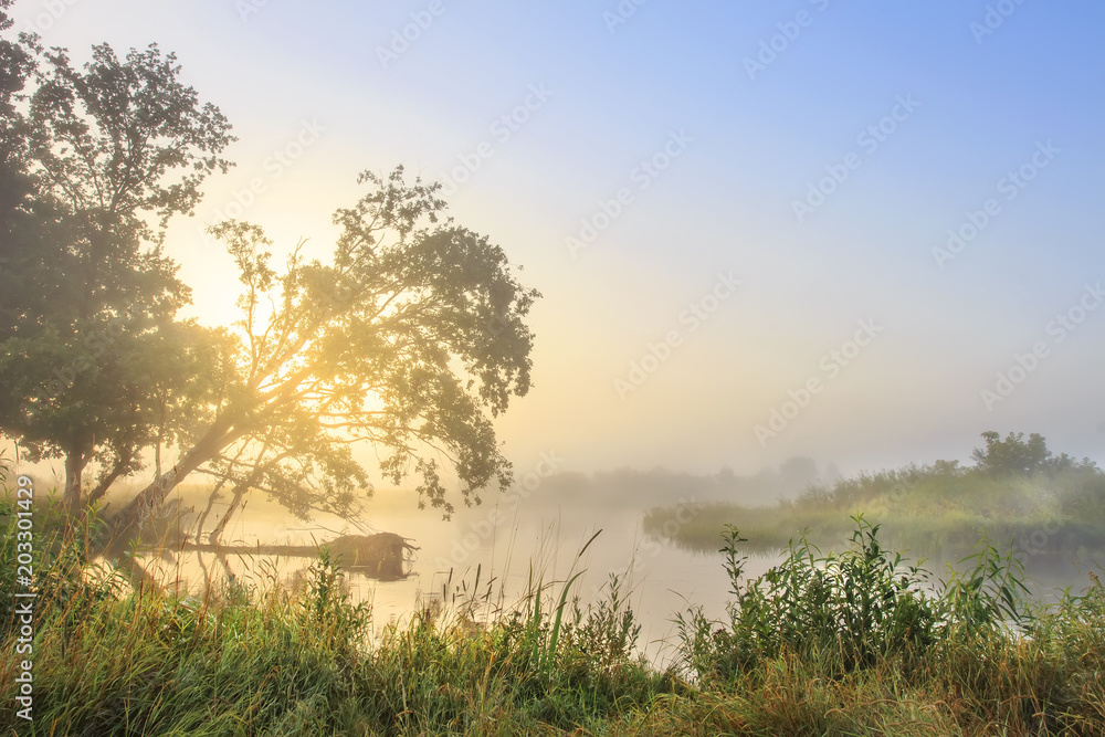 Tree and Rising Sun  Sunrise, Beautiful nature pictures, Sun view